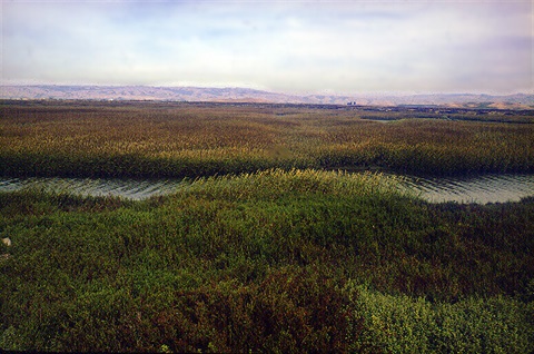 East Bay marshlands