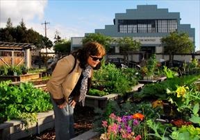 Person leading over flowers in an Emeryville community garden